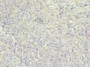Immunohistochemistry of paraffin-embedded human tonsil tissue using CAC09092 at dilution of 1:100