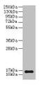 Western blot; All lanes: NPPB antibody at 2µg/ml + Mouse brain tissue; Secondary; Goat polyclonal to rabbit IgG at 1/10000 dilution; Predicted band size: 15 kDa; Observed band size: 15 kDa