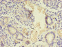 Immunohistochemistry of paraffin-embedded human pancreatic tissue using CAC09098 at dilution of 1:100