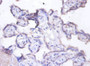 Immunohistochemistry of paraffin-embedded human placenta tissue using CAC09100 at dilution of 1:100