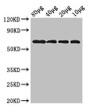 Western Blot; Positive WB detected in: Rosseta bacteria lysate at 80µg, 40µg, 20µg, 10µg; All lanes: yedQ antibody at 2.5µg/ml; Secondary; Goat polyclonal to rabbit IgG at 1/50000 dilution; predicted band size: 65 kDa; observed band size: 65 kDa;