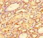 Immunohistochemistry of paraffin-embedded human kidney tissue using CAC09108 at dilution of 1:100