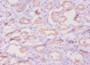 Immunohistochemistry of paraffin-embedded human kidney tissue using CAC09117 at dilution of 1:50
