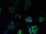 Immunofluorescent analysis of HepG2 cells using CAC09117 at dilution of 1:100 and Alexa Fluor 488-congugated AffiniPure Goat Anti-Rabbit IgG(H+L)