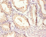 Immunohistochemistry of paraffin-embedded human prostate tissue using CAC09124 at dilution of 1:100