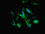 Immunofluorescent analysis of Hela cells using CAC09129 at dilution of 1:100 and Alexa Fluor 488-congugated AffiniPure Goat Anti-Rabbit IgG(H+L)