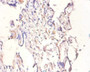 Immunohistochemistry of paraffin-embedded human placenta tissue using CAC09130 at dilution of 1:100