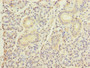 Immunohistochemistry of paraffin-embedded human pancreatic tissue using CAC09133 at dilution of 1:100