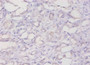 Immunohistochemistry of paraffin-embedded human kidney tissue using CAC09142 at dilution of 1:20