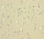 Immunohistochemistry of paraffin-embedded human brain tissue using CAC09160 at dilution of 1:100