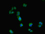 Immunofluorescent analysis of HepG2 cells using CAC09161 at dilution of 1:100 and Alexa Fluor 488-congugated AffiniPure Goat Anti-Rabbit IgG(H+L)