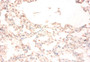 Immunohistochemistry of paraffin-embedded human lung tissue using CAC09165 at dilution of 1:50
