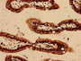 Immunohistochemistry analysis of human small intestine tissue using CAC09172 at dilution of 1:100
