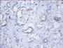 Immunohistochemistry of paraffin-embedded human kidney tissue using CAC09176 at dilution of 1:100