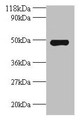 Western blot; All lanes: Avpr1a antibody at 2µg/ml + Mouse spleen tissue; Secondary; Goat polyclonal to rabbit IgG at 1/10000 dilution; Predicted band size: 48 kDa; Observed band size: 48 kDa