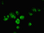 Immunofluorescent analysis of MCF-7 cells using CAC09196 at dilution of 1:100 and Alexa Fluor 488-congugated AffiniPure Goat Anti-Rabbit IgG(H+L)