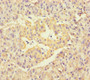 Immunohistochemistry of paraffin-embedded human pancreatic tissue using CAC09199 at dilution of 1:100