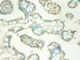 Immunohistochemistry of paraffin-embedded human small intestine tissue using CAC09200 at dilution of 1:100