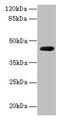 Western blot; All lanes: cpg2 antibody at 2µg/ml + Recombinant Carboxypeptidase G2 protein at 0.5µg; Secondary; Goat polyclonal to rabbit IgG at 1/10000 dilution; Predicted band size: 44 kDa; Observed band size: 44 kDa