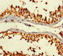 Immunohistochemistry of paraffin-embedded human testis tissue using CAC09234 at dilution of 1:100