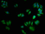Immunofluorescence staining of HepG2 cells with CAC09234 at 1:66, counter-stained with DAPI. The cells were fixed in 4% formaldehyde, permeabilized using 0.2% Triton X-100 and blocked in 10% normal Goat Serum. The cells were then incubated with the antibody overnight at 4°C. The secondary antibody was Alexa Fluor 488-congugated AffiniPure Goat Anti-Rabbit IgG(H+L).