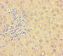 Immunohistochemistry of paraffin-embedded human liver tissue using CAC09235 at dilution of 1:100