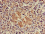 Immunohistochemistry of paraffin-embedded human pancreatic tissue using CAC09236 at dilution of 1:100