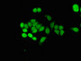 Immunofluorescent analysis of PC-3 cells using CAC09236 at dilution of 1:100 and Alexa Fluor 488-congugated AffiniPure Goat Anti-Rabbit IgG(H+L)