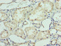 Immunohistochemistry of paraffin-embedded human kidney tissue using CAC09239 at dilution of 1:100