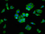 Immunofluorescence staining of HepG2 cells with CAC09247 at 1:400, counter-stained with DAPI. The cells were fixed in 4% formaldehyde, permeabilized using 0.2% Triton X-100 and blocked in 10% normal Goat Serum. The cells were then incubated with the antibody overnight at 4°C. The secondary antibody was Alexa Fluor 488-congugated AffiniPure Goat Anti-Rabbit IgG(H+L).