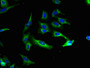 Immunofluorescent analysis of Hela cells using CAC09256 at dilution of 1:100 and Alexa Fluor 488-congugated AffiniPure Goat Anti-Rabbit IgG(H+L)