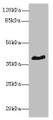 Western blot; All lanes: GPR18 antibody at 8µg/ml + Mouse brain tissue; Secondary; Goat polyclonal to rabbit IgG at 1/10000 dilution; Predicted band size: 39 kDa; Observed band size: 39 kDa