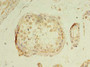 Immunohistochemistry of paraffin-embedded human testis tissue using CAC09259 at dilution of 1:100