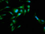 Immunofluorescence staining of Hela cells with CAC09264 at 1:185, counter-stained with DAPI. The cells were fixed in 4% formaldehyde, permeabilized using 0.2% Triton X-100 and blocked in 10% normal Goat Serum. The cells were then incubated with the antibody overnight at 4°C. The secondary antibody was Alexa Fluor 488-congugated AffiniPure Goat Anti-Rabbit IgG(H+L).