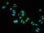 Immunofluorescent analysis of HepG2 cells using CAC09267 at dilution of 1:100 and Alexa Fluor 488-congugated AffiniPure Goat Anti-Rabbit IgG(H+L)