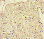 Immunohistochemistry of paraffin-embedded human heart tissue using CAC09268 at dilution of 1:100