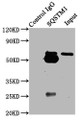 Immunoprecipitating SQSTM1 in Hela whole cell lysate ; , Lane 1: Rabbit control IgG (1µg) instead in Hela whole cell lysate., For western blotting, a HRP-conjugated Protein G antibody was used as the secondary antibody (1/2000); , Lane 2: CAC09268 (6µg) + Hela whole cell lysate (500µg); , Lane 3: Hela whole cell lysate (10µg);