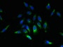 Immunofluorescent analysis of Hela cells using CAC09271 at dilution of 1:100 and Alexa Fluor 488-congugated AffiniPure Goat Anti-Rabbit IgG(H+L)