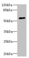Western blot; All lanes: GPR176 antibody at 10µg/ml + A431 whole cell lysate; Secondary; Goat polyclonal to rabbit IgG at 1/10000 dilution; Predicted band size: 57, 53 kDa; Observed band size: 57 kDa