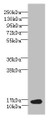 Western blot; All lanes: BATF antibody at 6µg/ml + NIH/3T3 whole cell lysate; Secondary; Goat polyclonal to rabbit IgG at 1/10000 dilution; Predicted band size: 15 kDa; Observed band size: 15 kDa