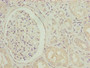 Immunohistochemistry of paraffin-embedded human kidney tissue using CAC09306 at dilution of 1:100