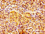 Immunohistochemistry of paraffin-embedded human pancreatic tissue using CAC09309 at dilution of 1:100