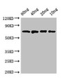 Western Blot; Positive WB detected in Recombinant protein; All lanes: dnaK antibody at 2.8µg/ml; Secondary; Goat polyclonal to rabbit IgG at 1/50000 dilution; predicted band size: 70 kDa; observed band size: 70 kDa;