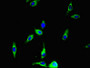 Immunofluorescent analysis of Hela cells using CAC09324 at dilution of 1:100 and Alexa Fluor 488-congugated AffiniPure Goat Anti-Rabbit IgG(H+L)