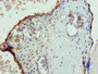 Immunohistochemistry of paraffin-embedded human placenta tissue using CAC09325 at dilution of 1:100