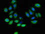 Immunofluorescent analysis of A549 cells using CAC09327 at dilution of 1:100 and Alexa Fluor 488-congugated AffiniPure Goat Anti-Rabbit IgG(H+L)