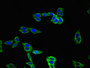 Immunofluorescent analysis of HepG2 cells using CAC09330 at dilution of 1:100 and Alexa Fluor 488-congugated AffiniPure Goat Anti-Rabbit IgG(H+L)
