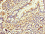 Immunohistochemistry of paraffin-embedded human small intestine tissue using CAC09340 at dilution of 1:100