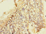 Immunohistochemistry of paraffin-embedded human small intestine tissue using CAC09356 at dilution of 1:100