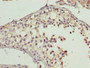 Immunohistochemistry of paraffin-embedded human testis tissue using CAC09377 at dilution of 1:100